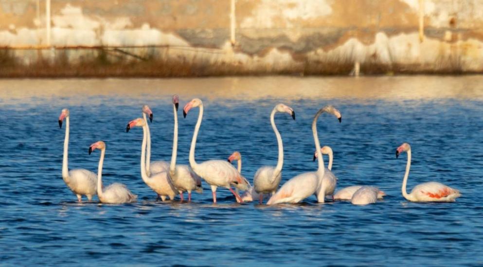 Πάρος: Ο υδροβιότοπος της Σάντα Μαρίας ζωντανεύει ξανά