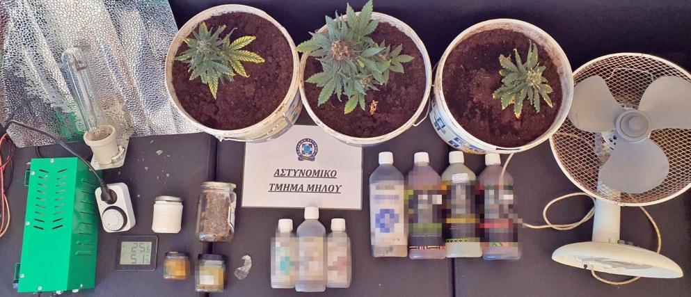 Μήλος: Χειροπέδες σε 44χρονο για καλλιέργεια και παραγωγή κάνναβης