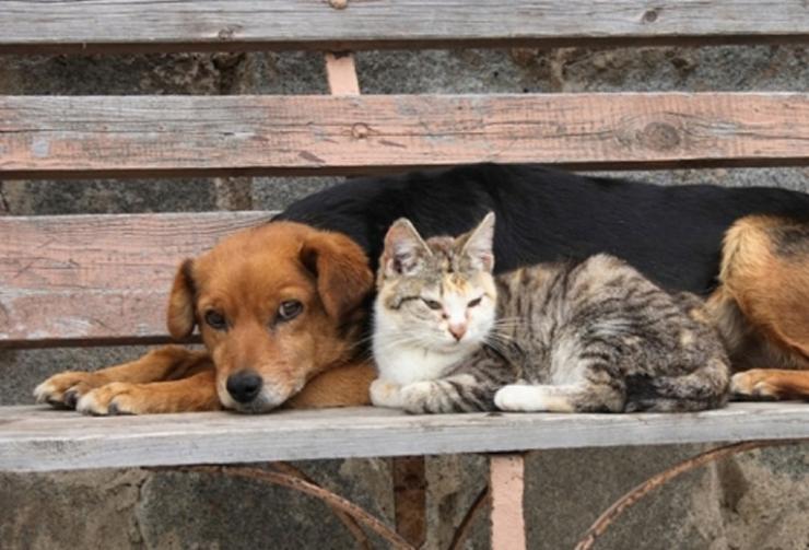 Νέο μοντέλο διαχείρισης των αδέσποτων ζώων