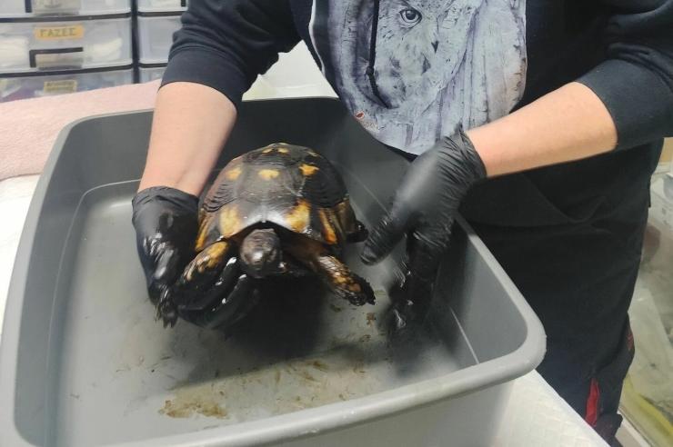 Χελώνα κόλλησε σε πίσσα από ασφαλτόστρωση