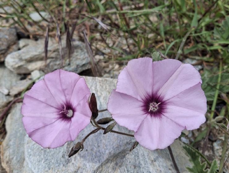 Η φωτογραφία της ημέρας