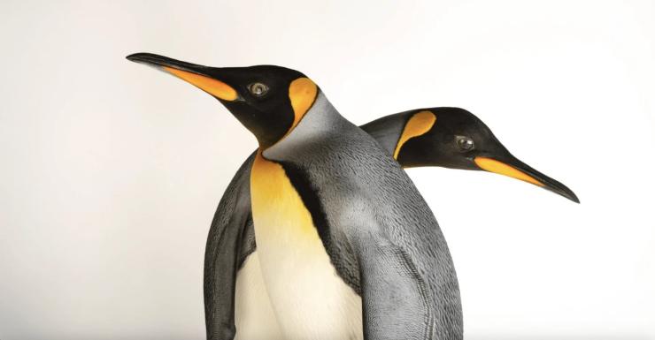 Οι αυτοκρατορικοί πιγκουίνοι θεωρούνται πλέον απειλούμενο είδος