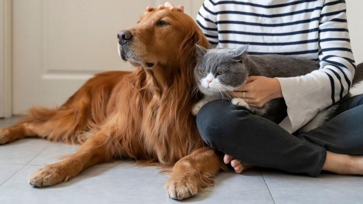 ΕΕ: Το Ευρωπαϊκό Κοινοβούλιο ενέκρινε νέους αυστηρούς κανόνες για την προστασία των ζώων συντροφιάς (σκύλους και γάτες)