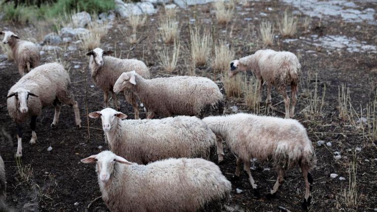 Ευλογιά αιγοπροβάτων: Πάνω από 60.000 αστυνομικοί έλεγχοι