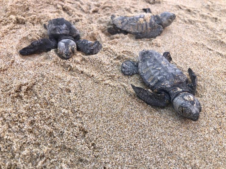 ΑΡΧΕΛΩΝ: Οι πρώτες φωλιές Caretta caretta για το 2026 είναι γεγονός