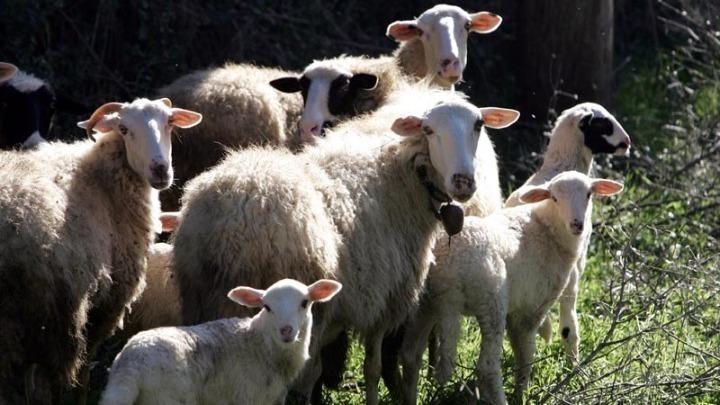 Μυτιλήνη: Άρχισε η μερική διακίνηση ώριμων τυριών με αυστηρά μέτρα βιοασφάλειας