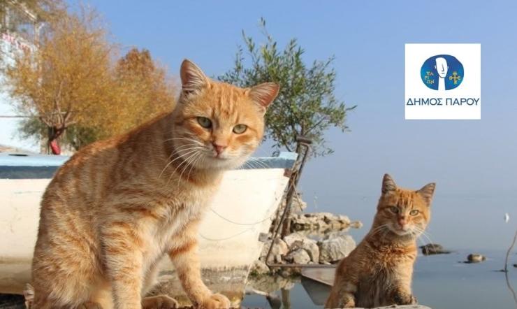 Η Πάρος μεριμνά για την ολοκληρωμένη φροντίδα των αδέσποτων ζώων