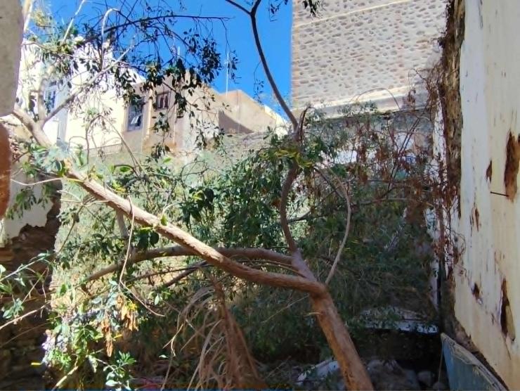 Μικρή… ζούγκλα στο κέντρο της Ερμούπολης 