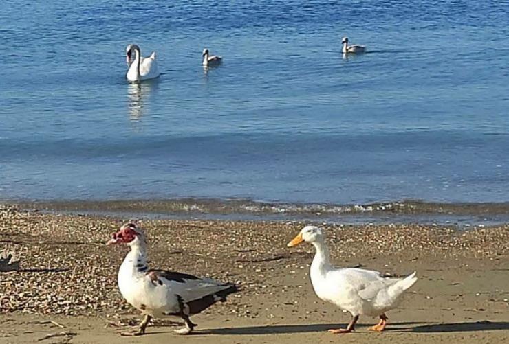 Η υπόθεση των υδρόβιων πτηνών διχάζει το Γαύριο