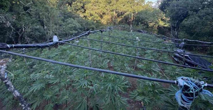 Εντοπίστηκε χασισοφυτεία με 4.000 δενδρύλλια σε χωριό της Λαμίας
