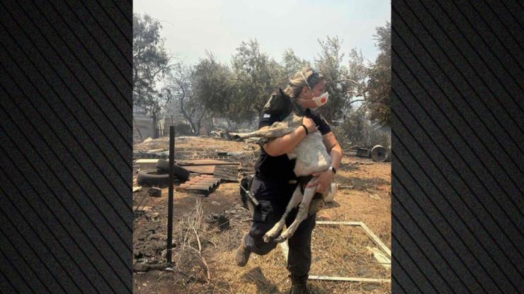Αστυνομικός στη Βοιωτία έσωσε κατσικάκι μέσα από τις φλόγες