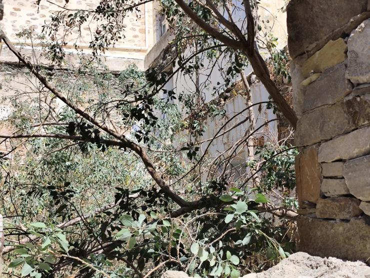 Παντελής αδιαφορία παρά τη γιγάντωση των χόρτων 