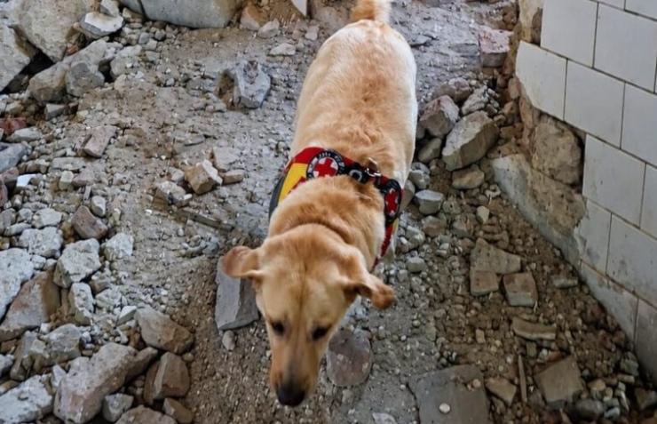 Η Ήρα είναι ο πρώτος σκύλος υγρού στοιχείου του Ελληνικού Ερυθρού Σταυρού που σώζει ζωές