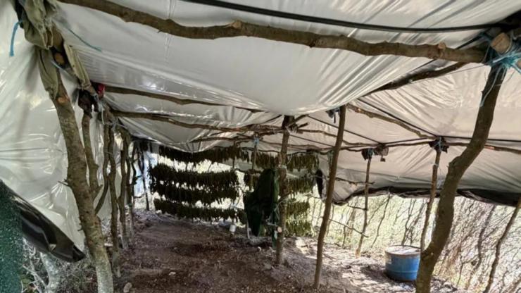 Λάρισα: Φυτεία με 812 δενδρύλλια κάνναβης βρέθηκε κρυμμένη μέσα σε δάσος