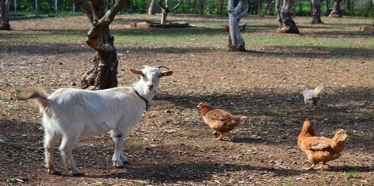 Σύλληψη για παράβαση κανόνων μεταχείρισης οικόσιτων ζώων 