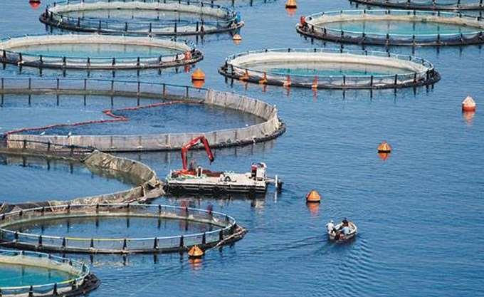 Υποβολή προτάσεων για ενίσχυση υδατοκαλλιεργητών 