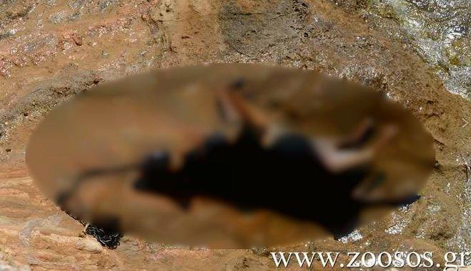 Θανάτωση ζώου στην Πάρο 