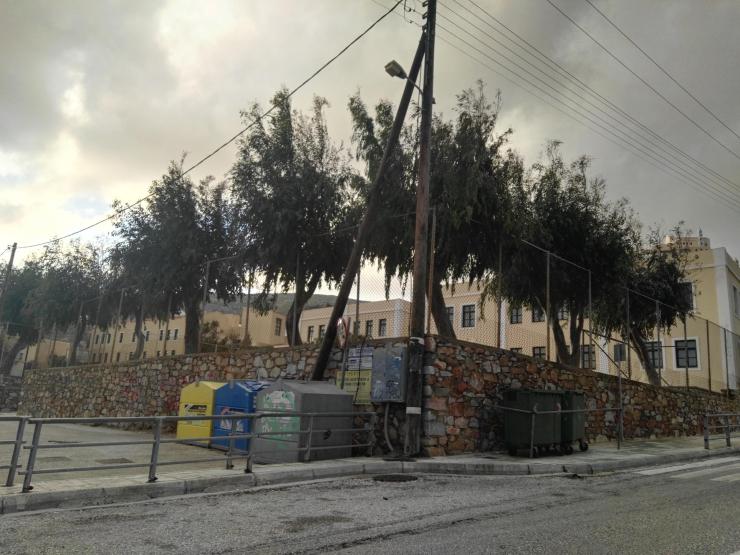 Εκρίζωση ευκαλύπτων εξαιτίας προβλημάτων στην περίφραξη 