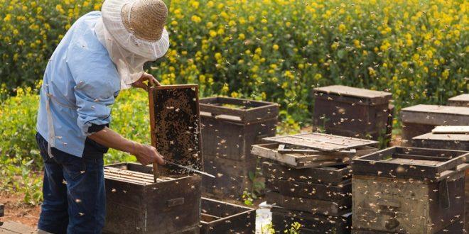 Άμεση προμήθεια μικρών ποσοτήτων μελιού από τον παραγωγό  στον τελικό καταναλωτή