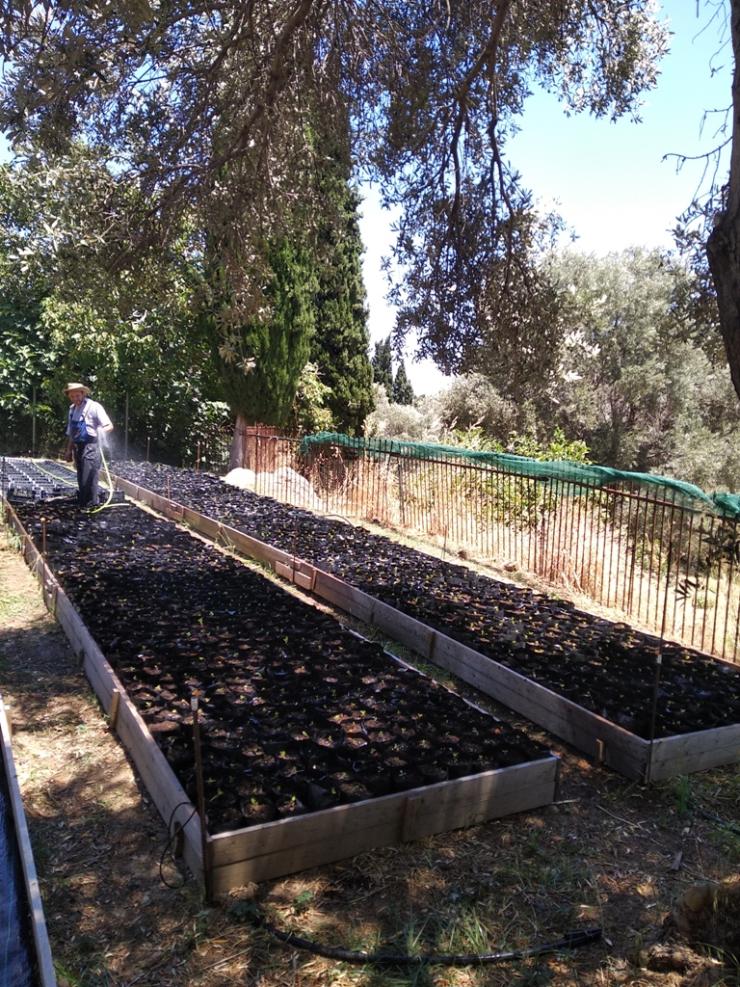 8.000 δενδρύλλια σκλήθρου στην Άνδρο για την αποκατάσταση των δασών της