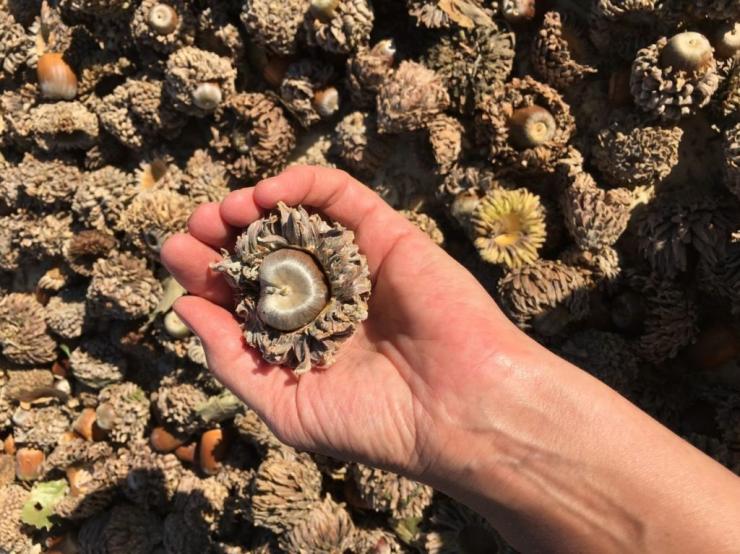 8η Γιορτή Βελανιδιού στην Κέα