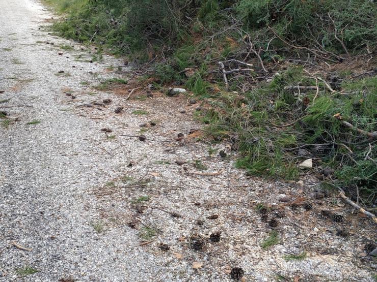 Φροντίδα πεύκων χωρίς καθαριότητα 