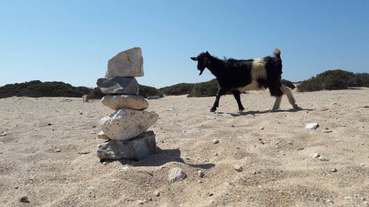 Δημοπρασία ανεπιτήρητων παραγωγικών ζώων
