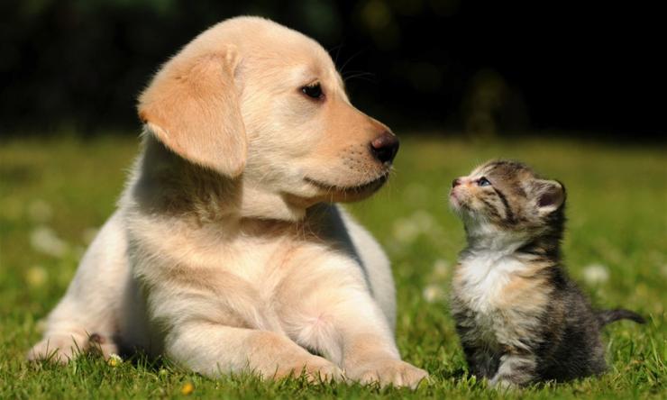 Εκλογές για τη Φιλοζωική Ομάδα Σύρου 