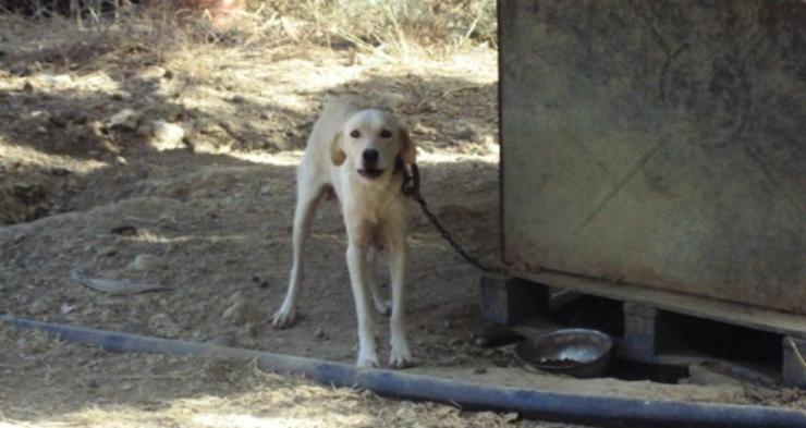 Σύλληψη 55χρονης στη Μήλο για παραμέληση ζώων συντροφιάς 