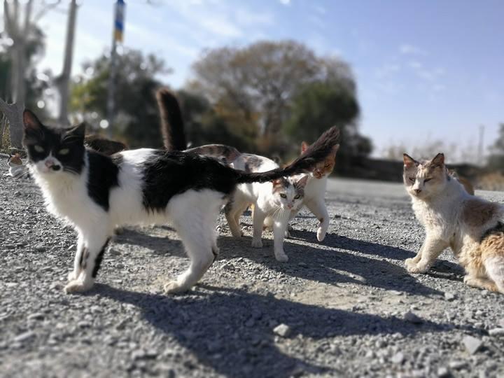 Το καταφύγιο αναζητά νέα στέγη μετά τις αντιδράσεις