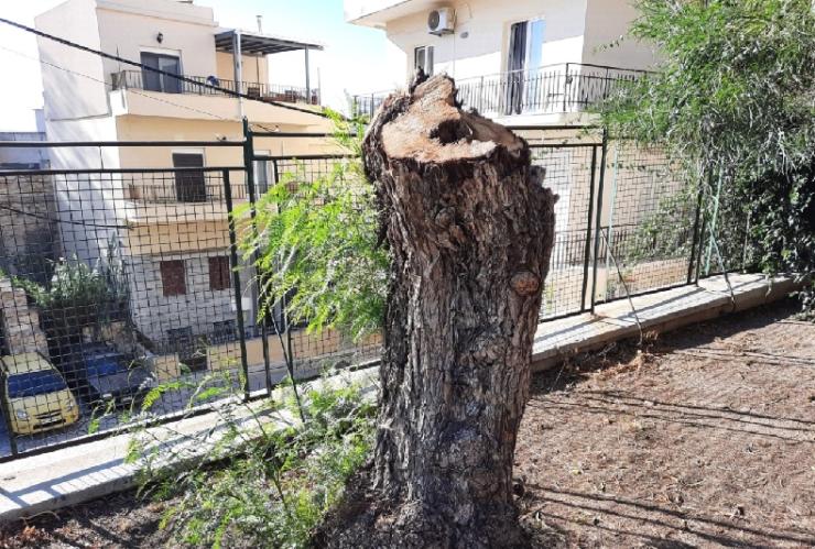 Αποστολή διερευνητικού αιτήματος (με κοινοποίηση στην Εισαγγελία Πρωτοδικών Σύρου) για τους ακρωτηριασμούς δέντρων 