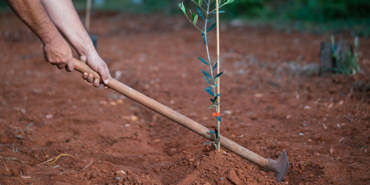 «Βουτιά» των καλλιεργειών στην Πελοπόννησο