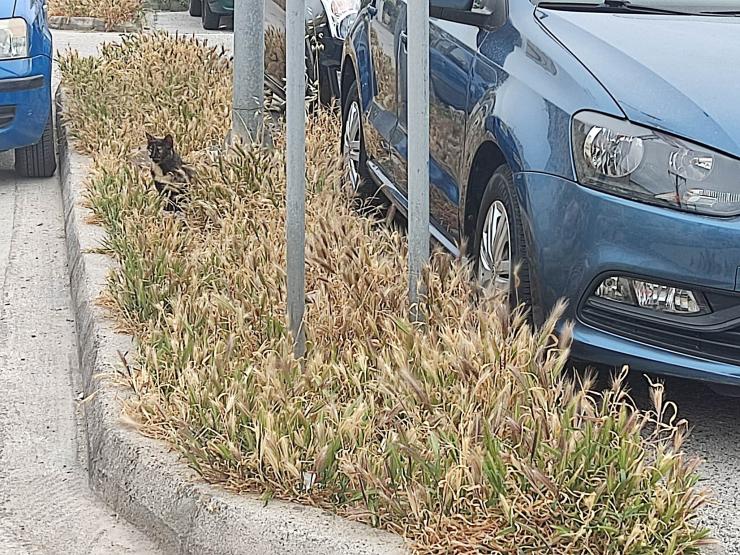 Απουσιάζει η φροντίδα, παραμένουν τα χόρτα 