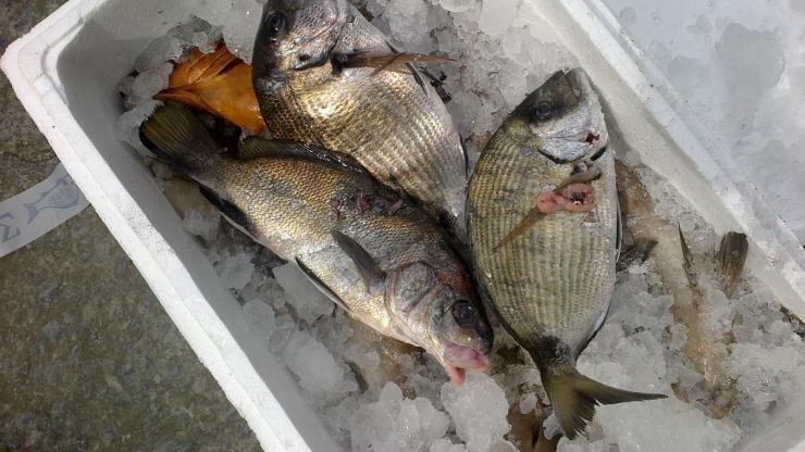 Σύρος: Έλεγχος του Λιμεναρχείου σε ιχθυοπωλεία - Επιβολή προστίμων 