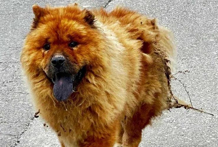 Κρήτη: Έριξαν καυστικό υγρό σε αδέσποτο σκύλο - Αποτροπιασμός για την κακοποίηση 