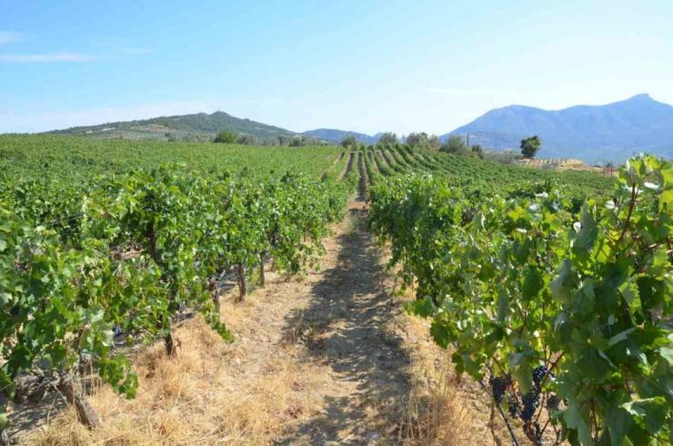 ΟΠΕΚΕΠΕ: Άνω των 10 εκατ. ευρώ για τη στήριξη της παραγωγής - Τι παίρνουν Σαντορίνη, Τήνος και Θηρασιά 