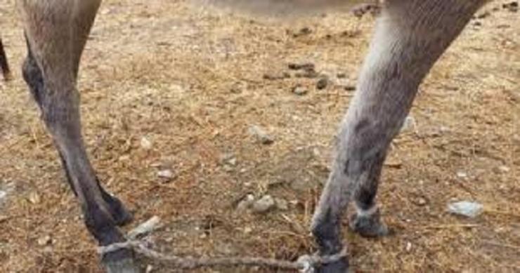 Τήνος: Σύλληψη άνδρα για παστούρωμα ζώων