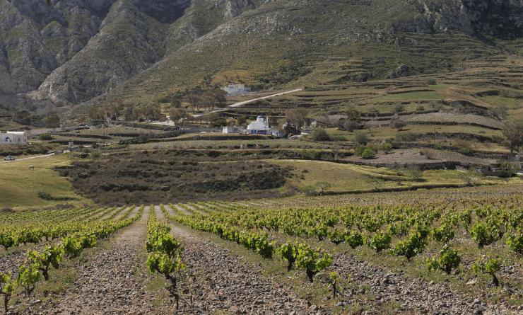 Σύλλογος Εμπόρων και Επαγγελματιών Θήρας: Καταγγέλλει την εκτόπιση των τοπικών αγροτών από τους αμπελώνες 