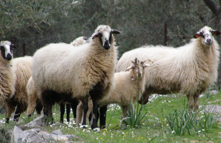 Υπ. Αγροτικής Ανάπτυξης: Αποζημιώσεις έως 8 εκατ. ευρώ για τυροκομικές επιχειρήσεις στη Λέσβο 