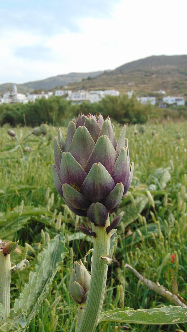 Η αγκινάρα έχει την τιμητική της στην Τήνο