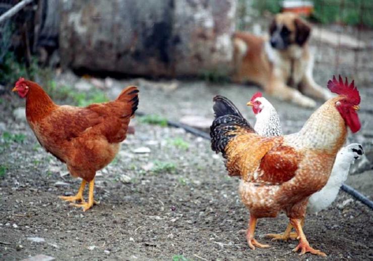 Γρίπη των πτηνών