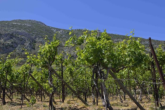 Μέχρι τα τέλη Νοεμβρίου οι δηλώσεις συγκομιδής οινοστάφυλων 