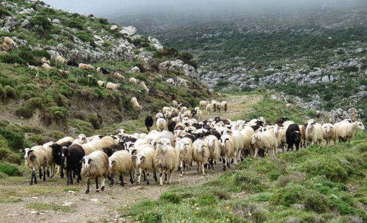 Δράσεις ενίσχυσης της Βιολογικής Κτηνοτροφίας
