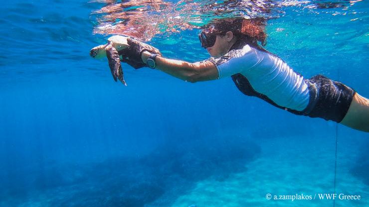 Συντονισμένη περίθαλψη τραυματισμένης Θαλάσσιας Χελώνας στη Σύρο