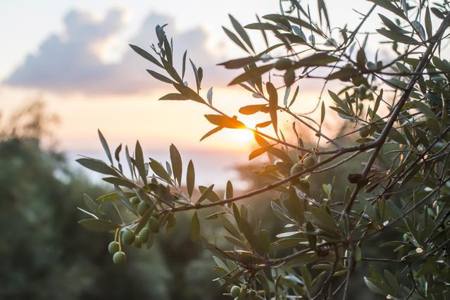 Αλλαγή ημερομηνίας διανομής δενδρυλλίων στη Σύρο