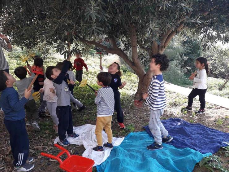 Τα «Χελιδόνια» μαθαίνουν για την ελιά