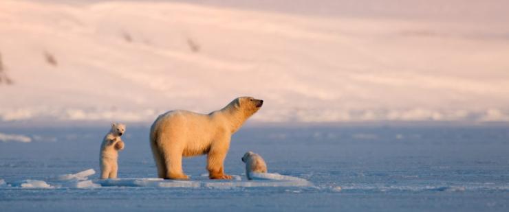 Διαδικτυακές προβολές ταινιών & ντοκιμαντέρ στην Κέα