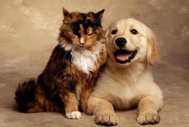 Ο Δήμος Άνδρου φροντίζει για τα αδέσποτα συντροφιάς