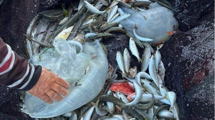 Δηλητηριώδεις μέδουσες από την Ερυθρά Θάλασσα βρέθηκαν στη Ρόδο