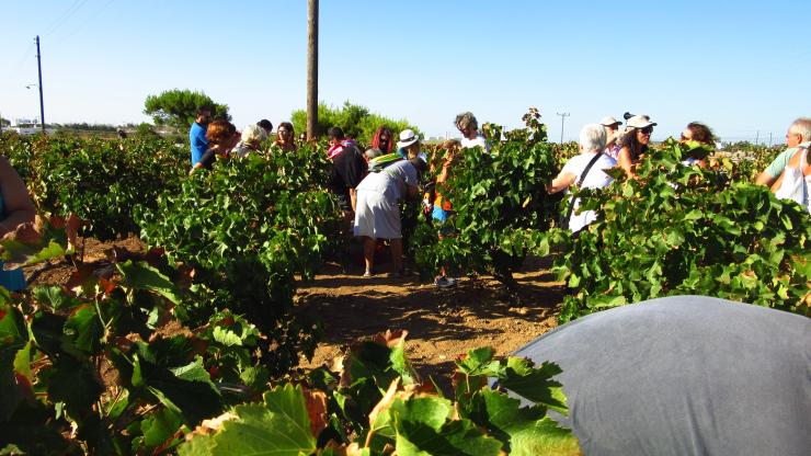 "Θύμησες Οίνου"